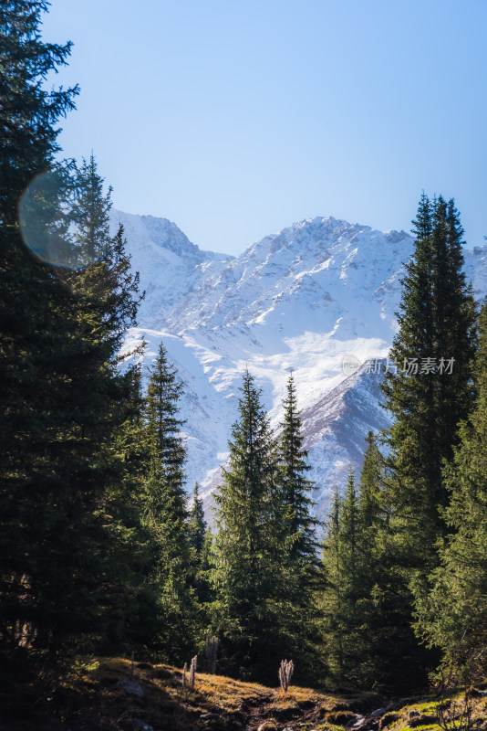 雪山森林风景