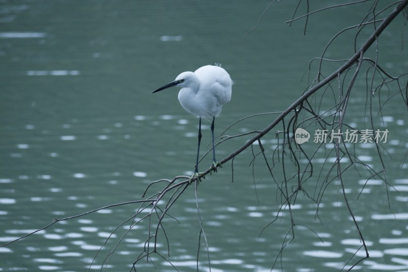 树枝上的大白鹭