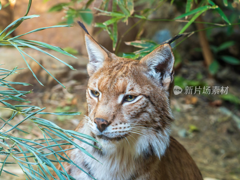 野生猞猁特写，展现其独特的外形与神态