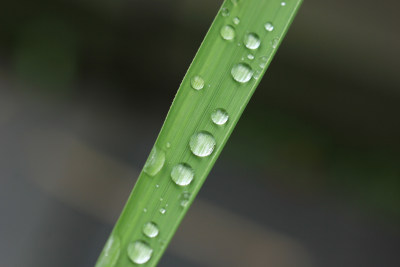 绿色叶片上的水珠水滴素材背景