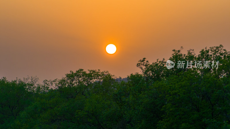 夕阳下的树林