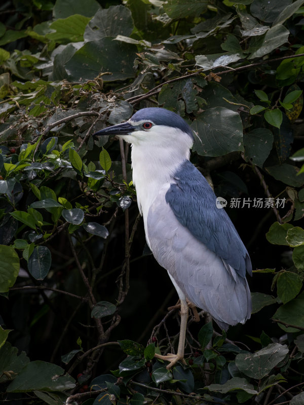 夜鹭，鸟类摄影