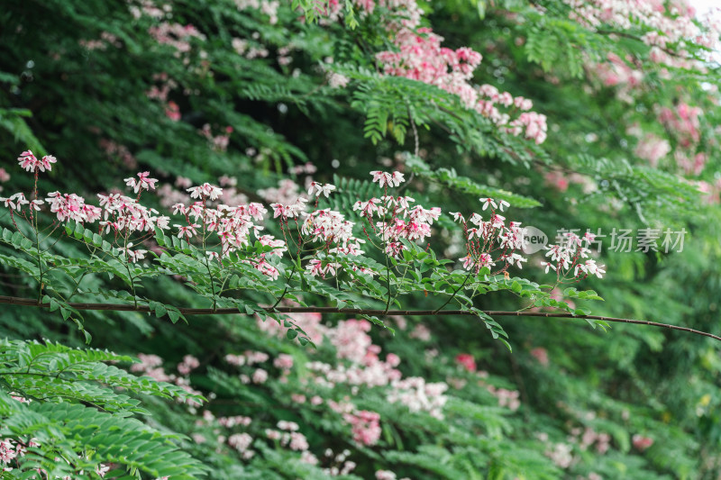 公园里盛开的节荚决明花