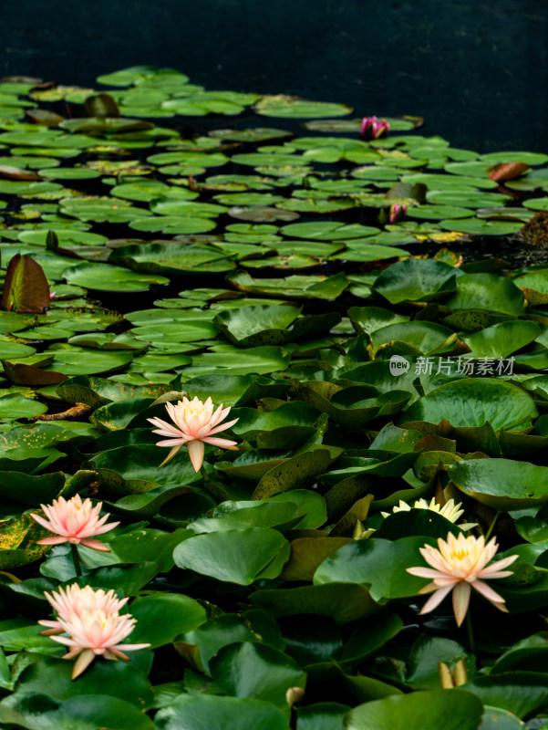 池塘睡莲莲花盛开