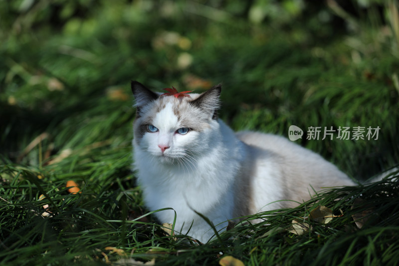 一片绿色草丛里的猫