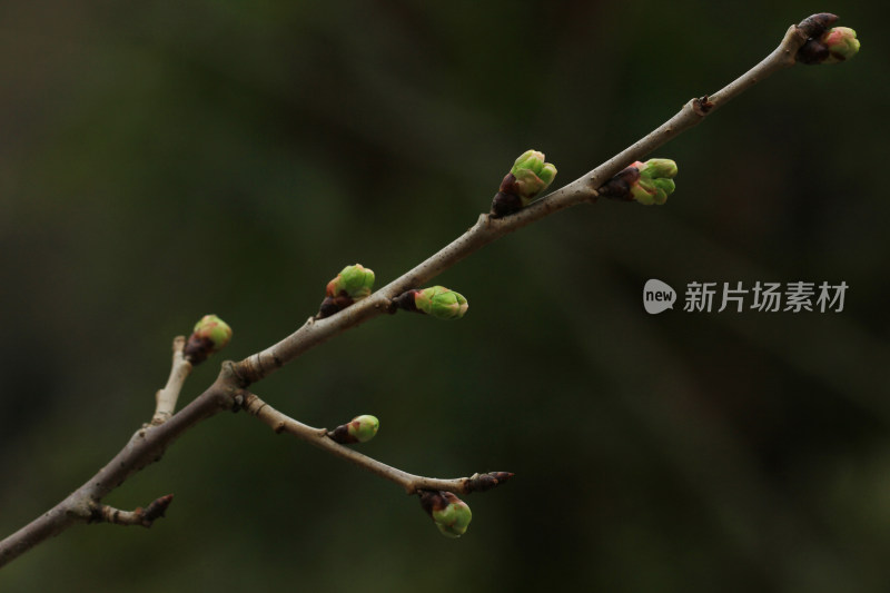 樱花，花蕾，春天