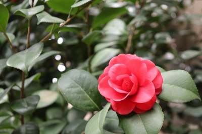 鲜艳红色山茶花特写