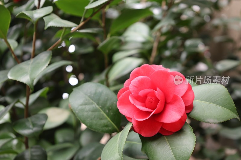 鲜艳红色山茶花特写