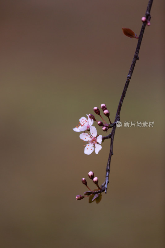 杭州钱塘江畔绽放的粉色李花特写