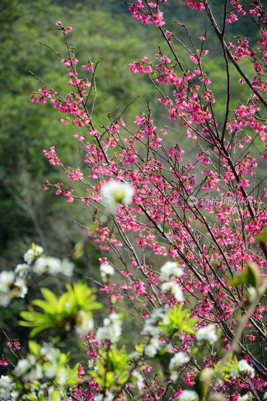 钟花樱桃林