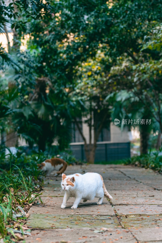 南京师范大学的猫咪