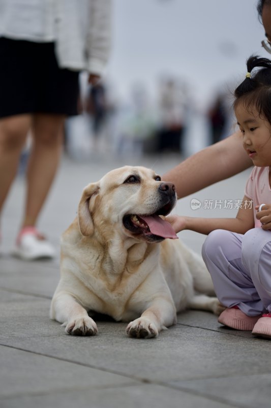 拉布拉多导盲犬