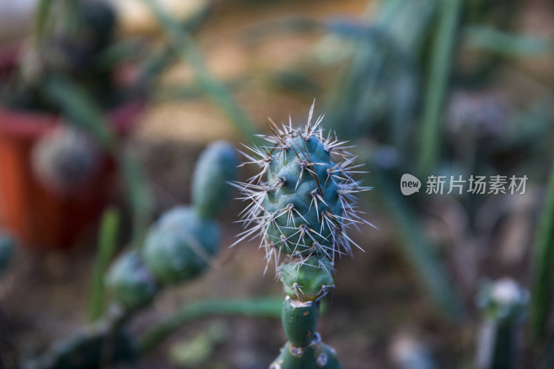 花花草草仙人植物