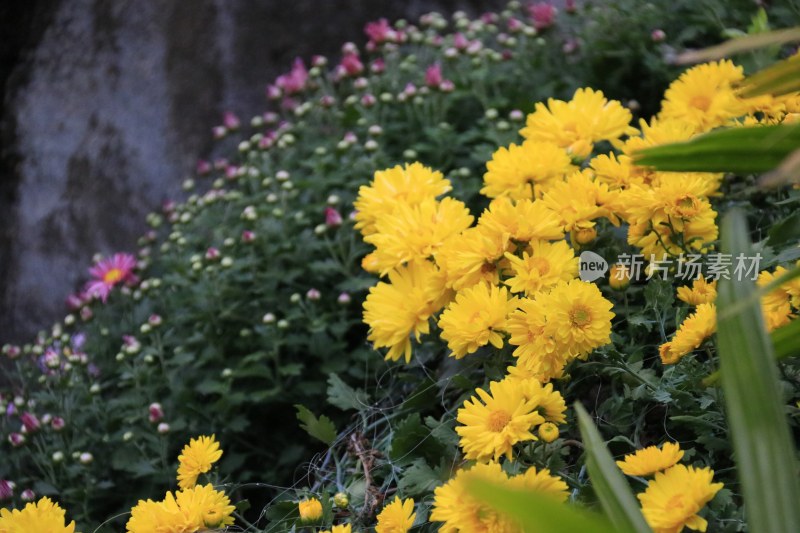 黄色菊花 黄菊花 