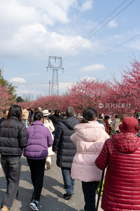 赏梅人群漫步盛开梅花的道路