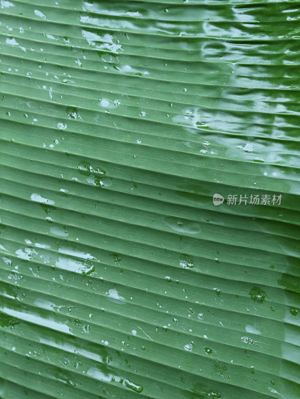 春天绿色的树叶叶子和雨滴水滴露水