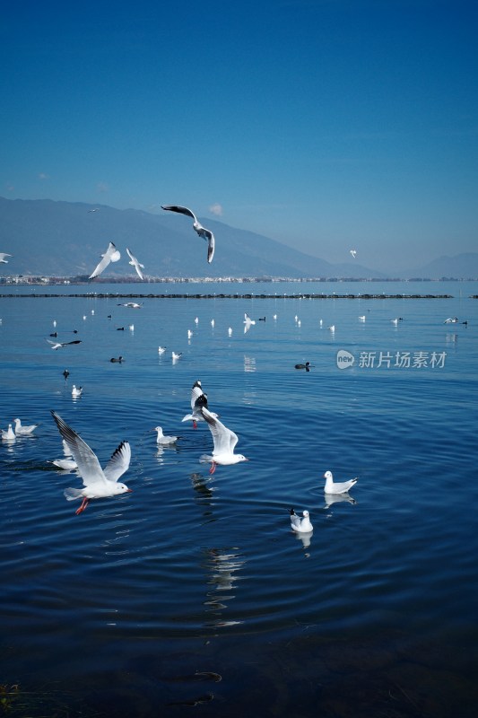 洱海上飞翔与浮游的西伯利亚海鸥