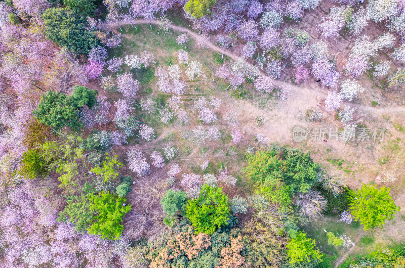 广州大夫山森林公园紫荆花海航拍全景风光