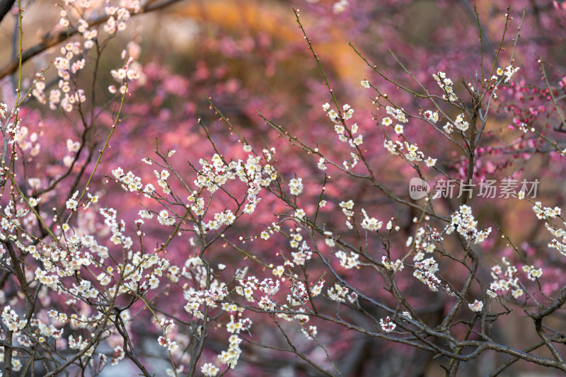 梅花特写