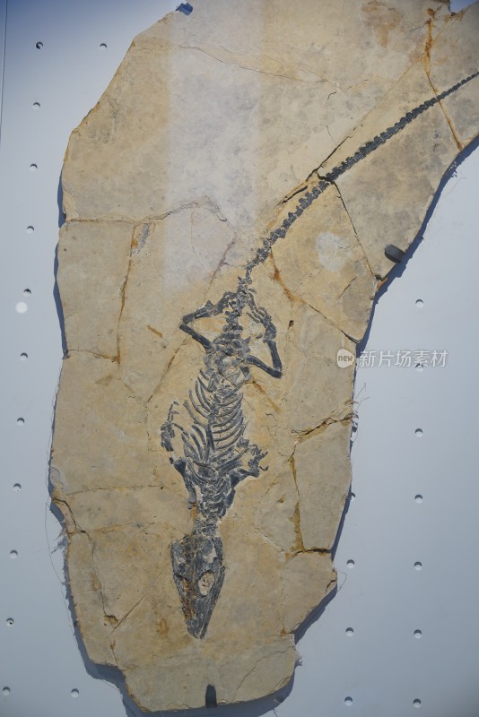 白垩纪满洲鳄化石标本