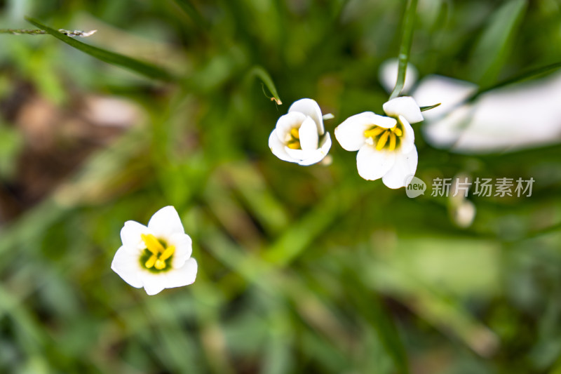 植物花草树木嫩芽