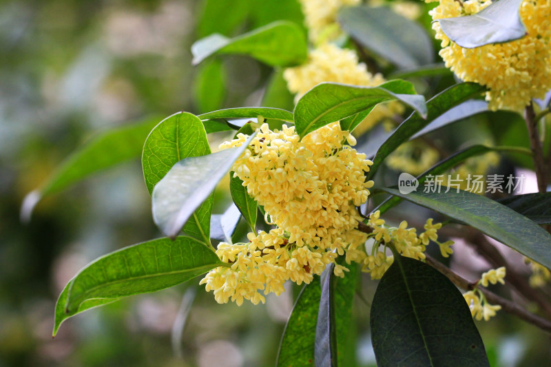 金桂花枝背景素材