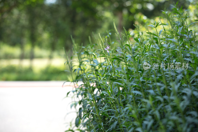 公园里的绿化草本植物