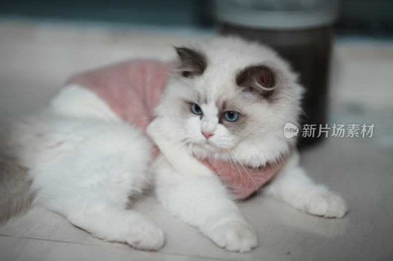 家里穿的衣服的小奶猫