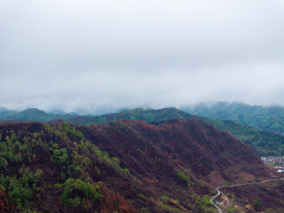 贵州毕节山火区域春天万物复苏