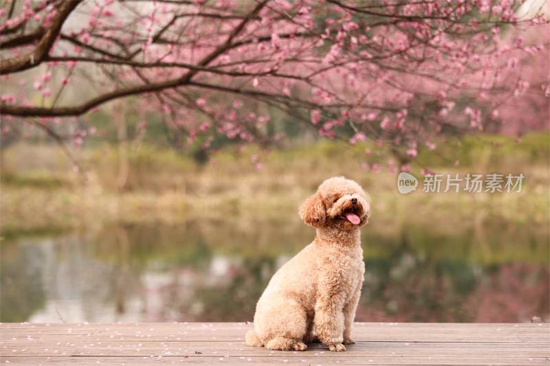 一只坐在梅花树下的泰迪犬