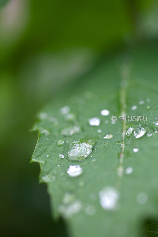 雨后绿叶上的雨滴特写