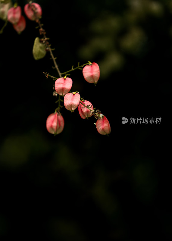 花朵、鲜花