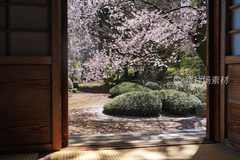 日本，川越喜多院，日式建筑与垂枝樱