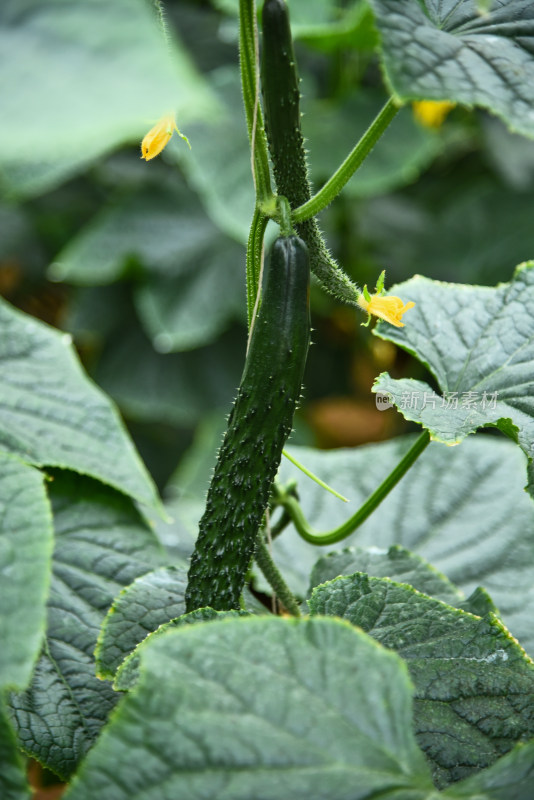 温室大棚蔬菜种植