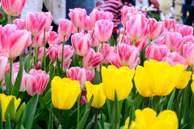 郁金香花卉景观