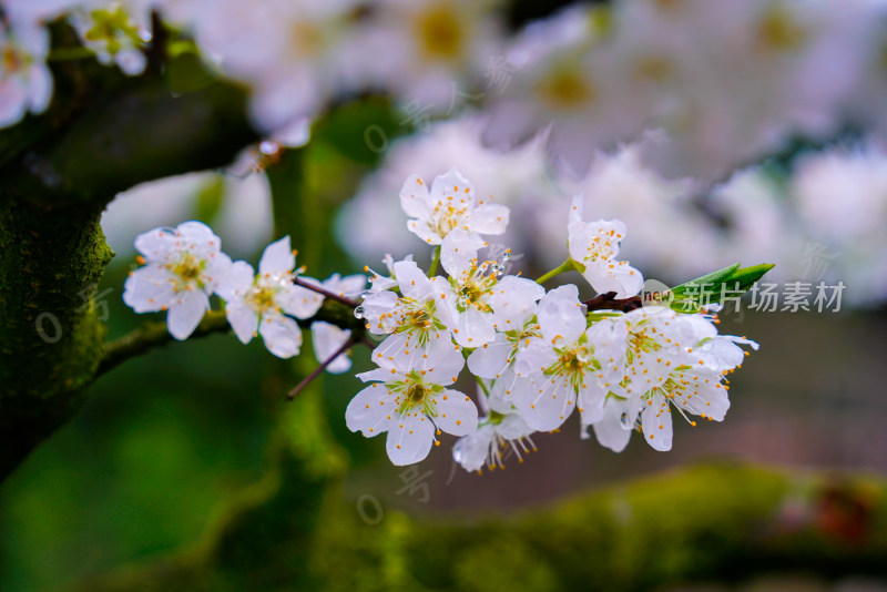 鲜花花朵花卉花树