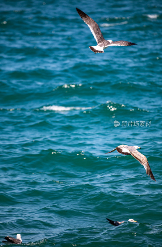 山东威海海天之间飞翔的海鸥