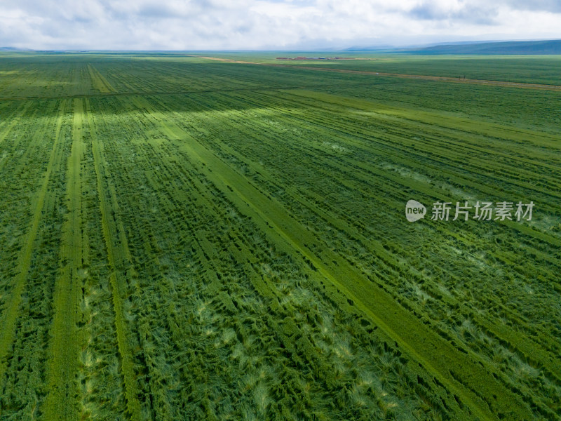 绿色草原蓝天白云航拍图