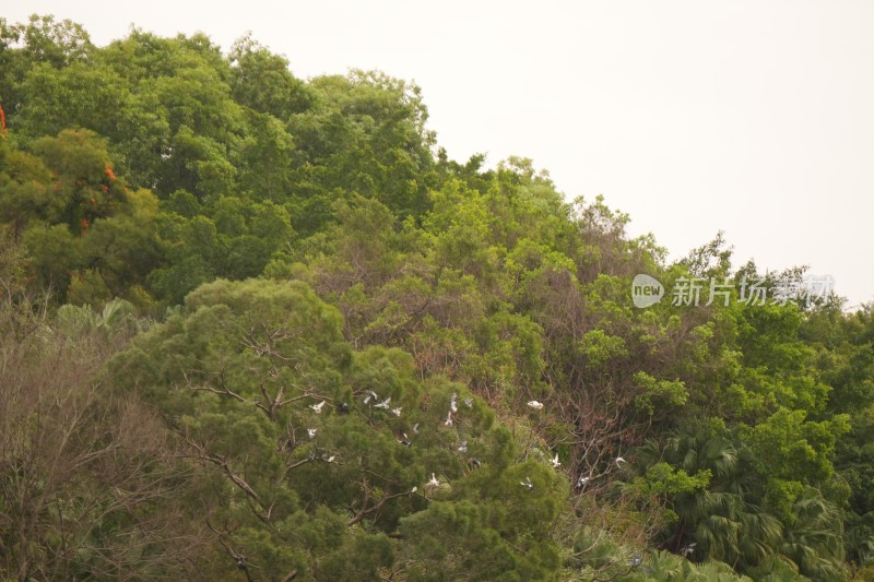 山林中有群鸟的自然景观