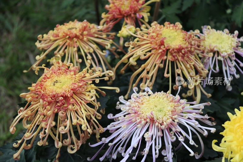 金丝菊 黄色菊花 橙色菊花 