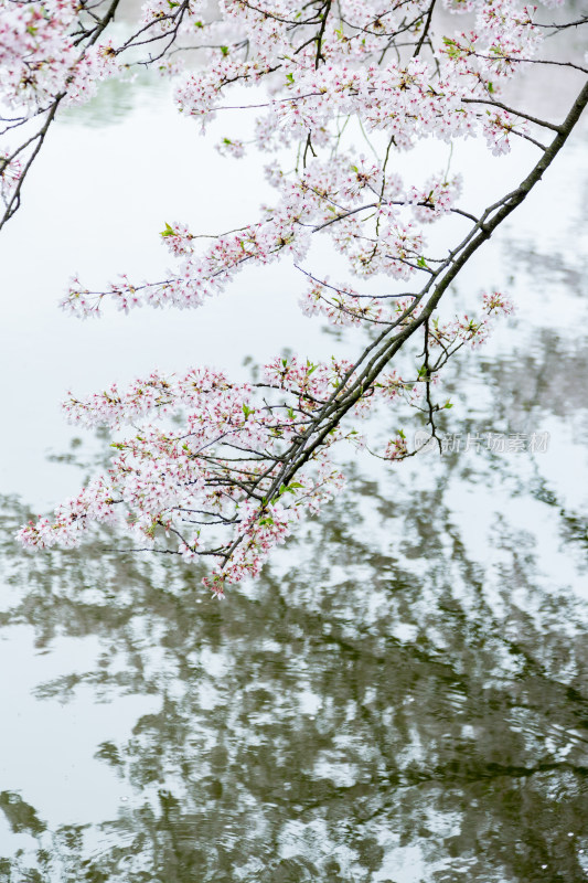 满树的樱花