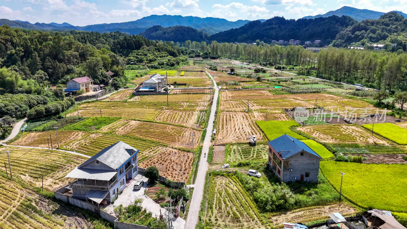 农业种植稻田收割机杂交水稻种植航拍图