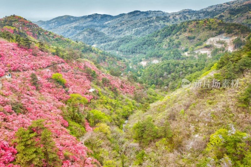 湖北云雾山杜鹃花