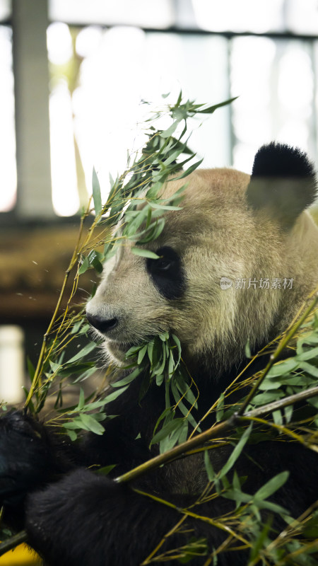 熊猫正在进食竹叶的场景