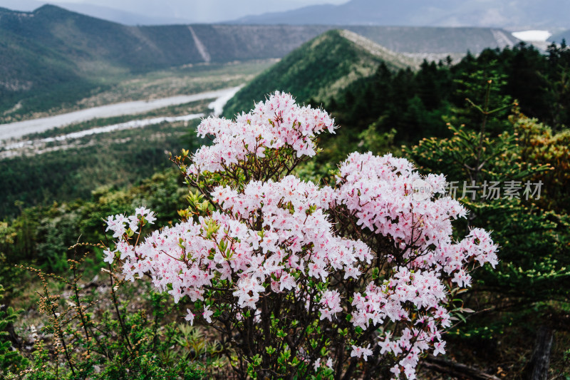 丽江玉龙雪山野生杜鹃花