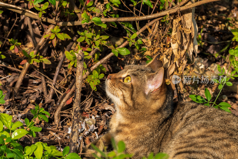 福州黎明湖流浪猫猫