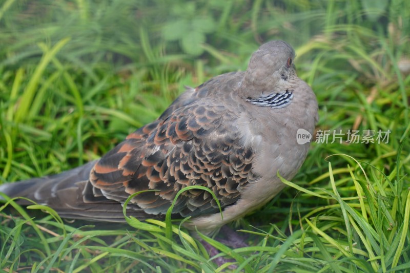 斑鸠鸽子家禽实拍