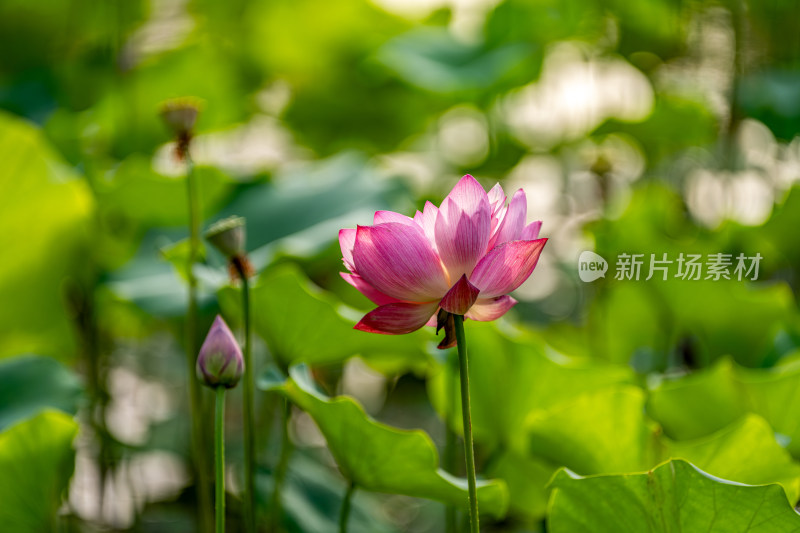 夏天荷花盛开特写