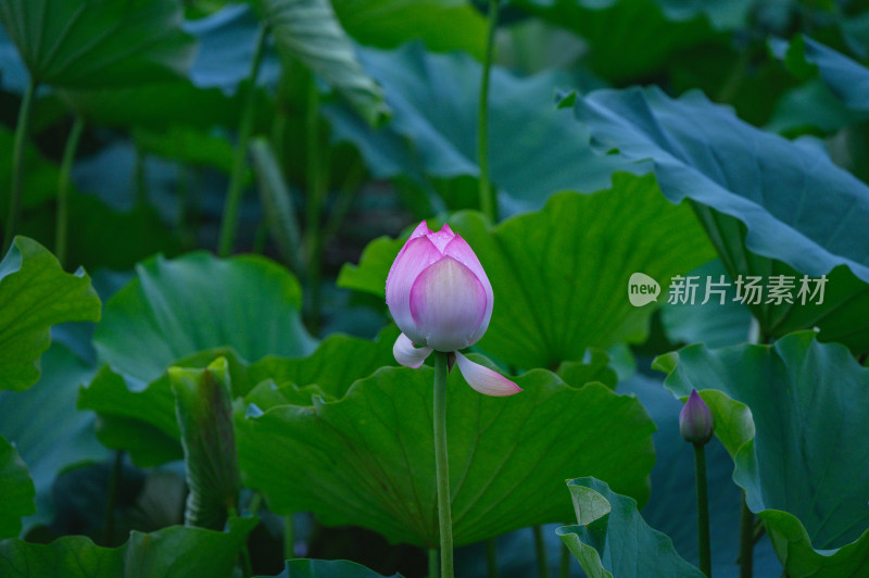 夏季荷塘荷花莲蓬荷叶特写