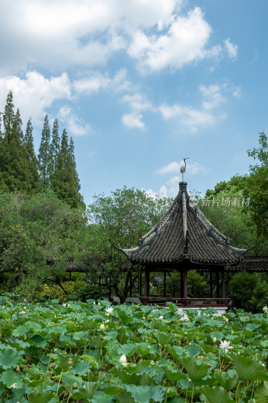 上海松江醉白池公园风景